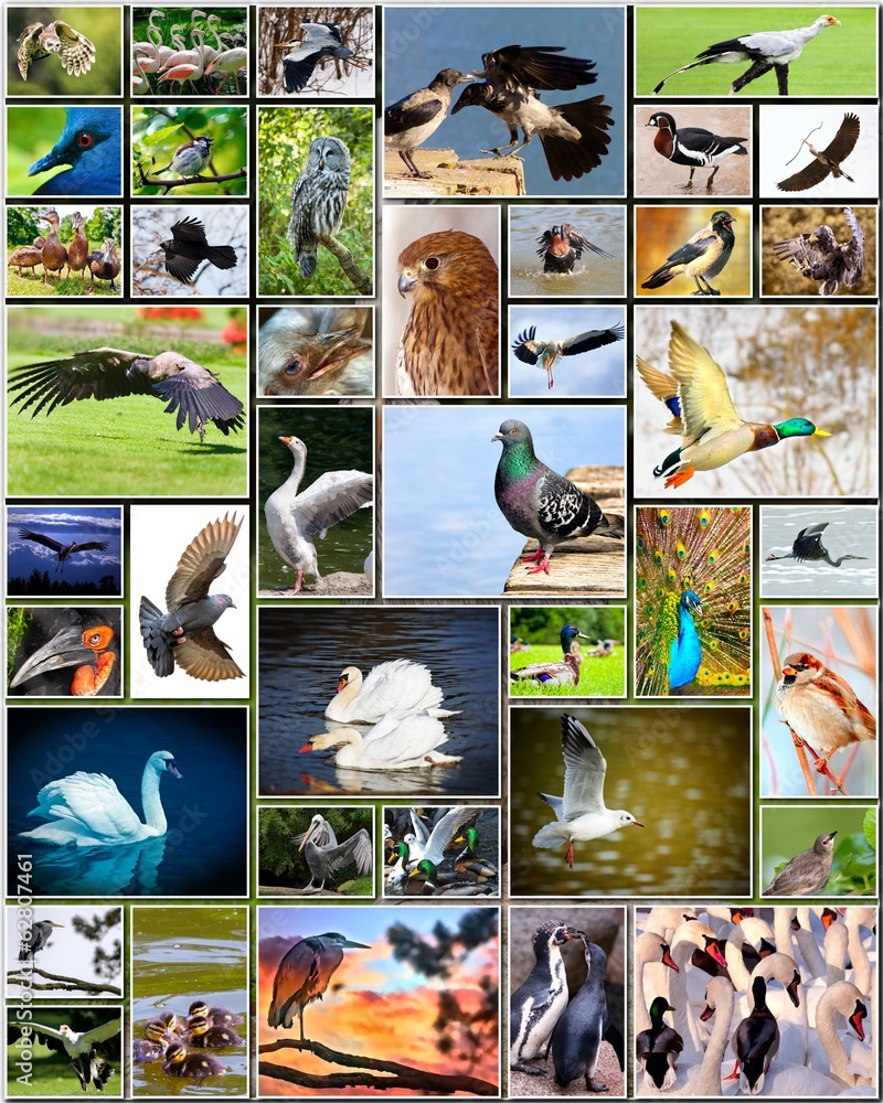 Naklejka premium Collage of birds