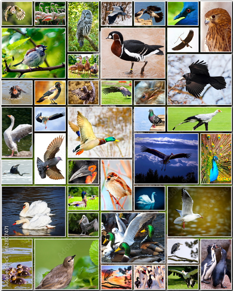 Naklejka premium Collage of birds