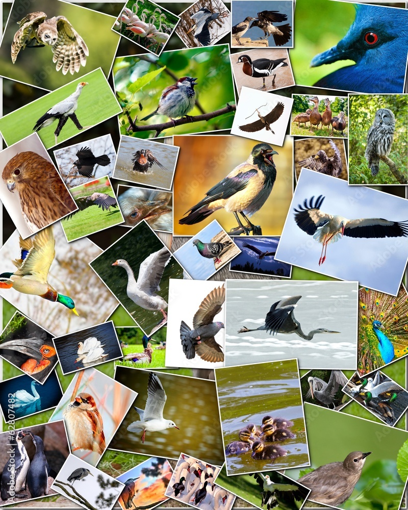 Obraz premium Collage of birds