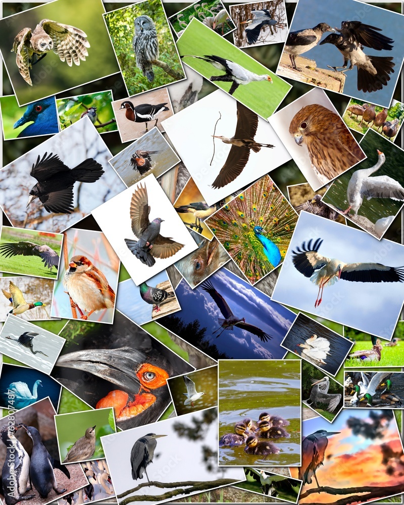 Naklejka premium Collage of birds