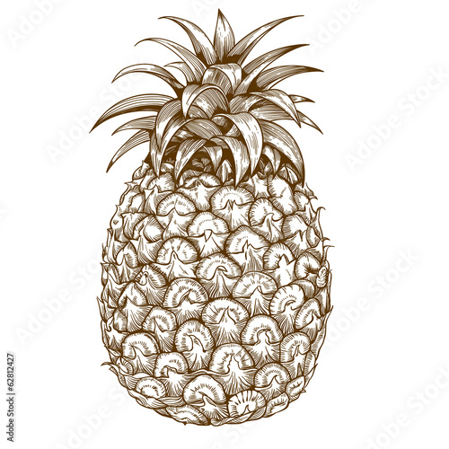 engraving pineapple on white background