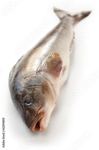 arabesque greenling, okhotsk atka mackerel, hokke, japanese fish