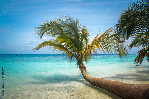 Fototapeta Naklejka Na Ścianę i Meble -  Tropical Sea Palm View