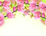 Pink sakura blossom, spring background