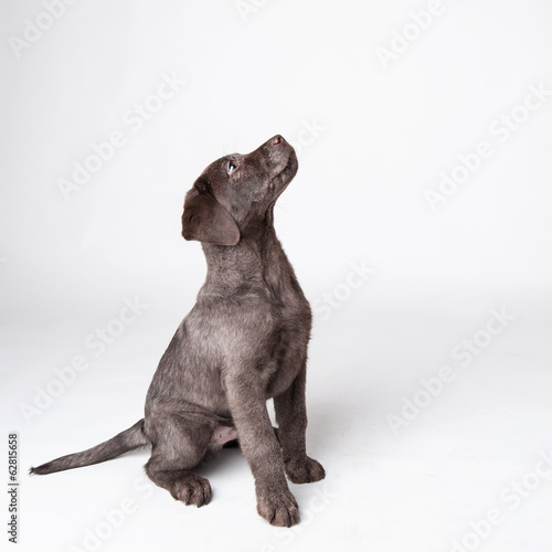 Puppy labrador retriever dog looking up isolated on a white back