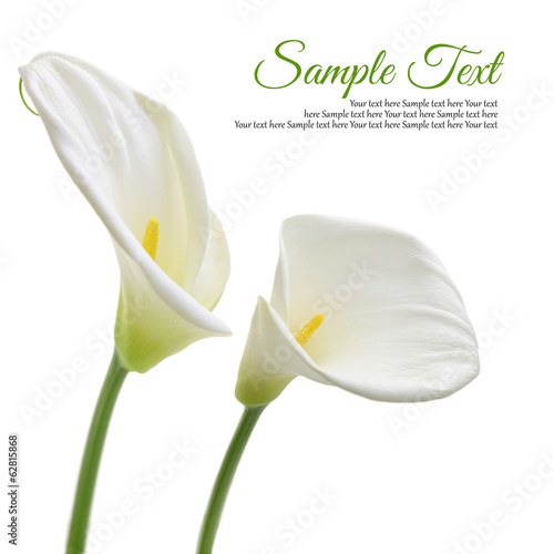 Fototapeta Naklejka Na Ścianę i Meble -  Beautiful white Calla lilies isolated on white background