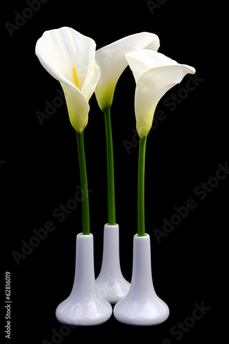 Fototapeta Naklejka Na Ścianę i Meble -  Calla lilies in white vases on black background