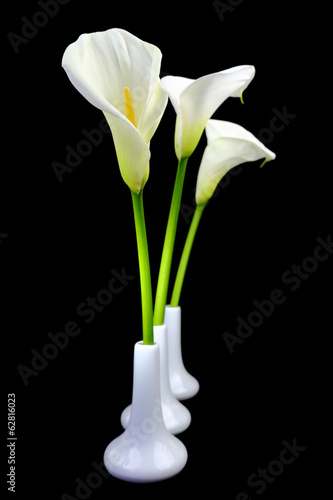 Fototapeta Naklejka Na Ścianę i Meble -  Calla lilies in white vases on black background