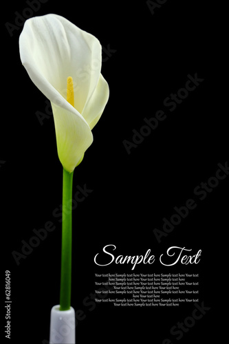 Fototapeta Naklejka Na Ścianę i Meble -  Beautiful white Calla lily on black background