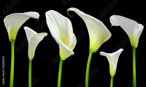 Fototapeta Naklejka Na Ścianę i Meble -  Beautiful white Calla lilies on black background