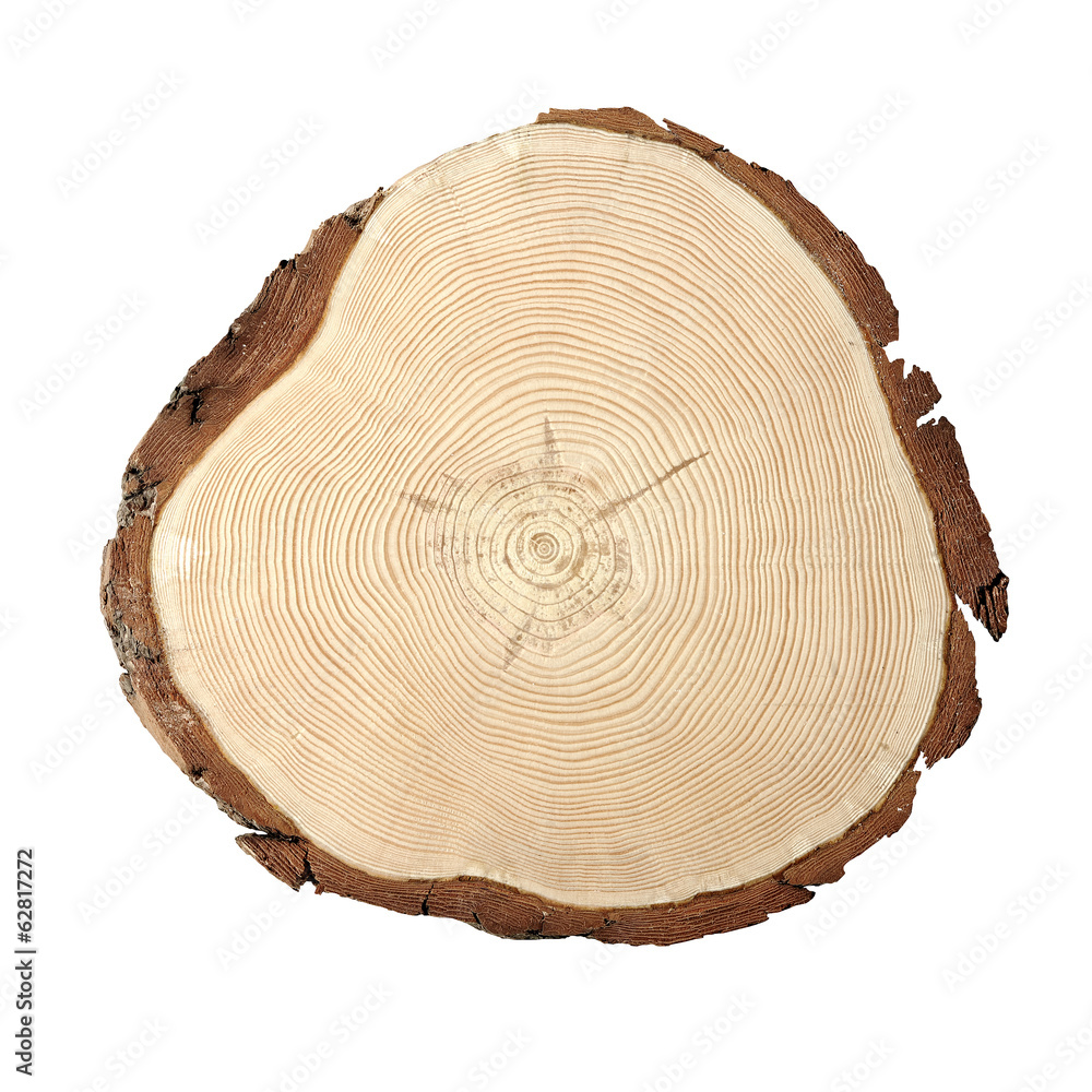 Wood cross section Wood cross section