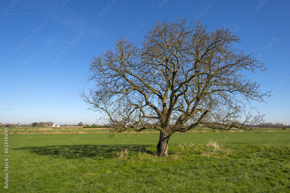 Tree in a meadow under a clear sky Tree in a meadow under a clear sky