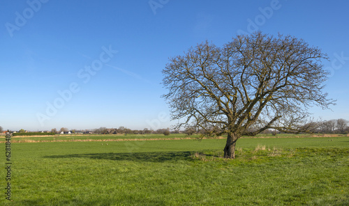 Tree in a meadow under a clear sky