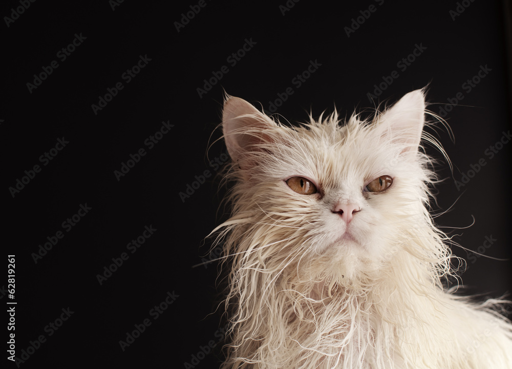 Wet cat