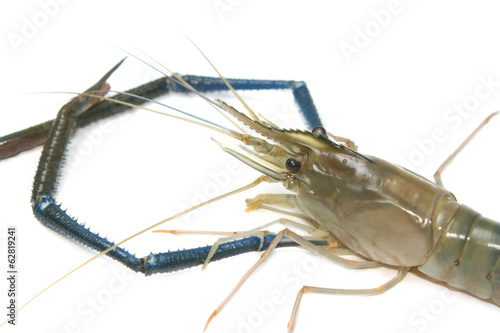 Closeup head of fresh prawn