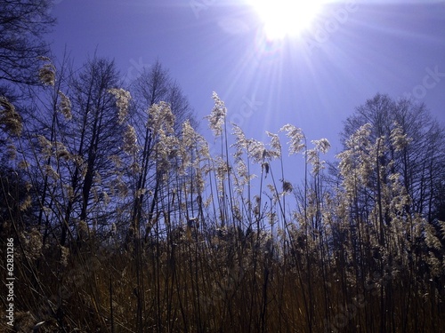 Schilf in der Sonne