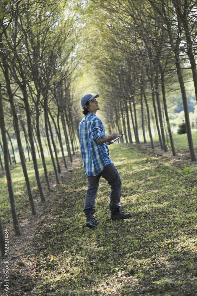 A man walking down an avenue of trees, looking upwards. A man walking down an avenue of trees, looking upwards.