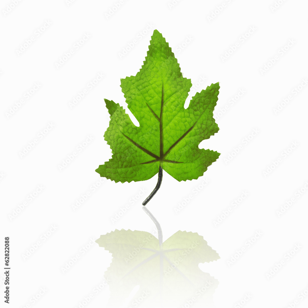 A single green maple leaf, with a reflection. 