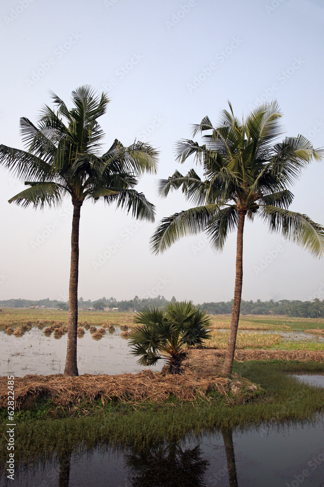 Rice field in Kumrokhali, West Bengal, India.