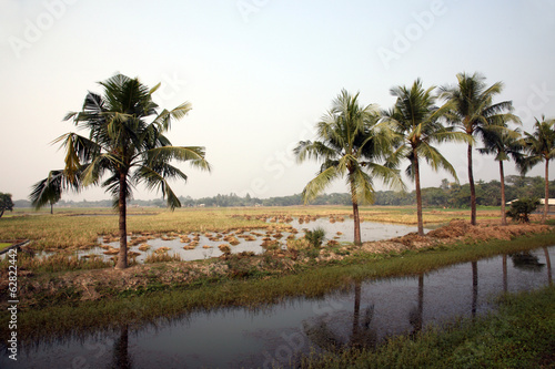 Rice field in Kumrokhali, West Bengal, India.