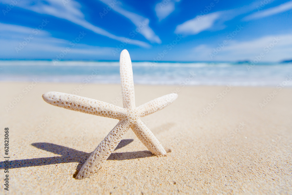 Starfish on the beach Starfish on the beach