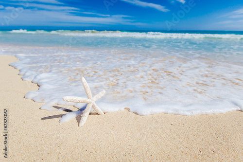 Starfish on the beach