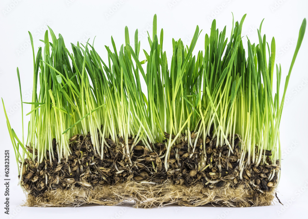 Fresh green grass on white background
