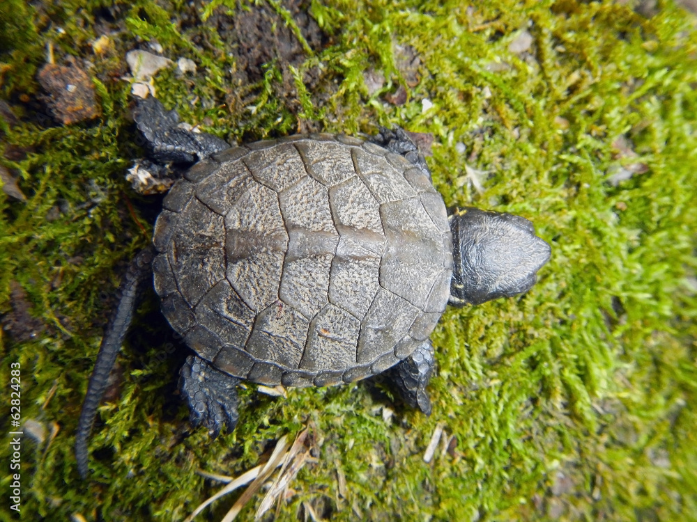 European pond turtle (Emys orbicularis) baby European pond turtle (Emys orbicularis) baby