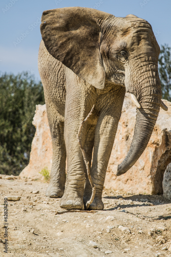 Fototapeta premium Sigean African Reserve