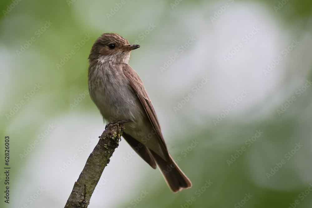 Fototapeta premium pigliamosche (Muscicapa striata)