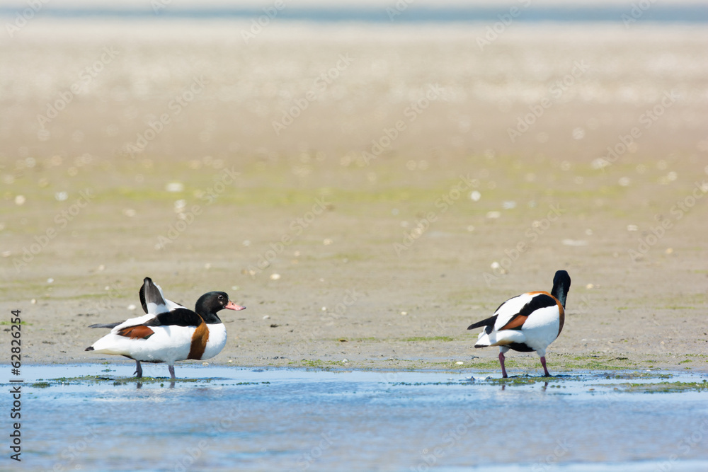 Fototapeta premium Couple Common shelducks