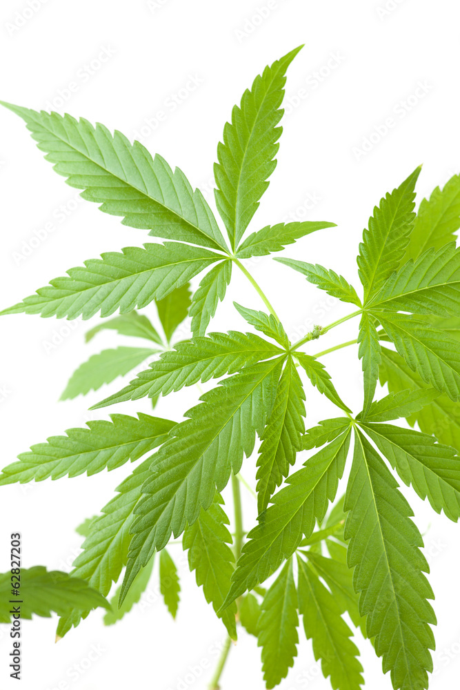 cannabis plant, marijuana on white background cannabis plant, marijuana on white background