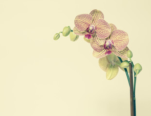Blooming Phalaenopsis orchid, with yellow and pink petals, on a yellow background.