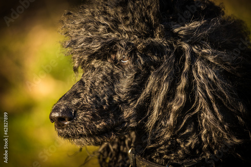 roayl poodle dog photo