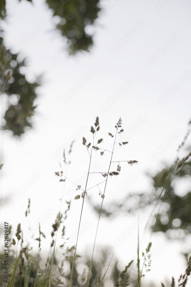 Delicate grasses viewed against the sky. Delicate grasses viewed against the sky.