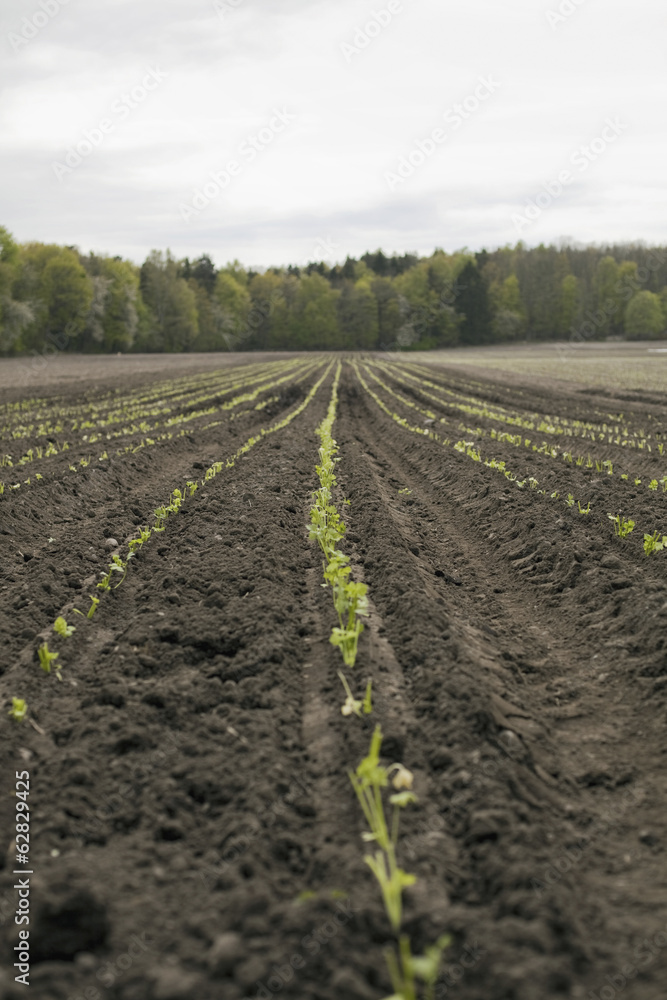 An open field, with ploughed earth. Seedlings growing in rows. An open field, with ploughed earth. Seedlings growing in rows.