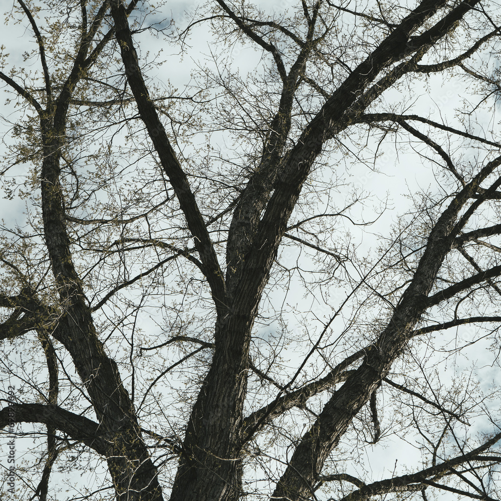 The spreading branches of a mature elm tree just as the leaves are breaking out of bud, viewed from below in Walla Walla, Oregon. The spreading branches of a mature elm tree just as the leaves are breaking out of bud, viewed from below in Walla Walla, Oregon.