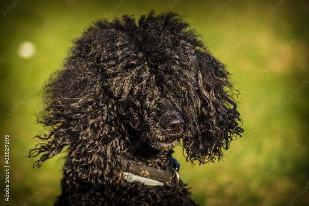 royal poodle dog royal poodle dog