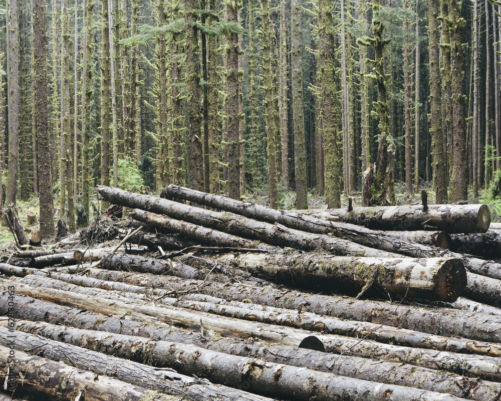 Recently cut logs of Sitka Spruce and Western Hemlock in lush temperate rainforest, Hoh Rainforest, Olympic NF Recently cut logs of Sitka Spruce and Western Hemlock in lush temperate rainforest, Hoh Rainforest, Olympic NF