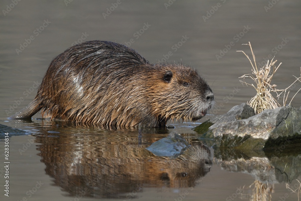 Wild nutria (male) - transition Winter-Spring Wild nutria (male) - transition Winter-Spring