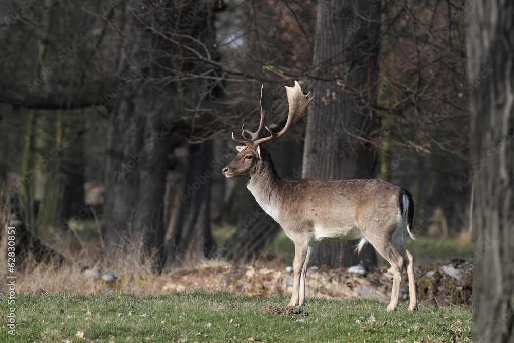 The Fallow Deer (Dama dama) - transition Winter-Spring The Fallow Deer (Dama dama) - transition Winter-Spring