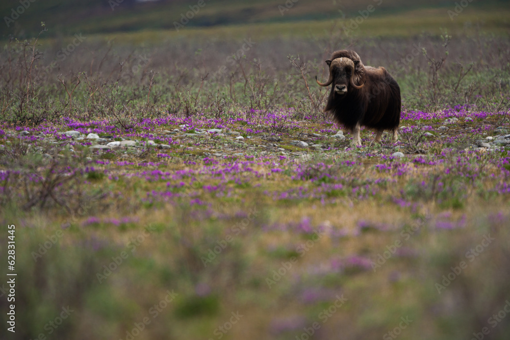 Musk ox, Arctic National Wildlife Refuge, Alaska Musk ox, Arctic National Wildlife Refuge, Alaska