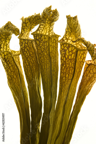 Close up of a carnivorous pitcher plant, a Sarracenia. photo