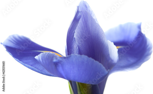 Fototapeta Naklejka Na Ścianę i Meble -  purple iris isolated on white