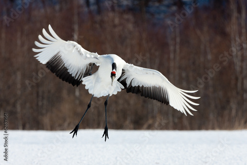 Japanese crane, Hokkaido, Japan