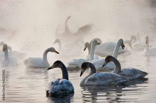 Fotografie Cygnus cygnus, Whooper swans, on a frozen lake in Hokkaido.