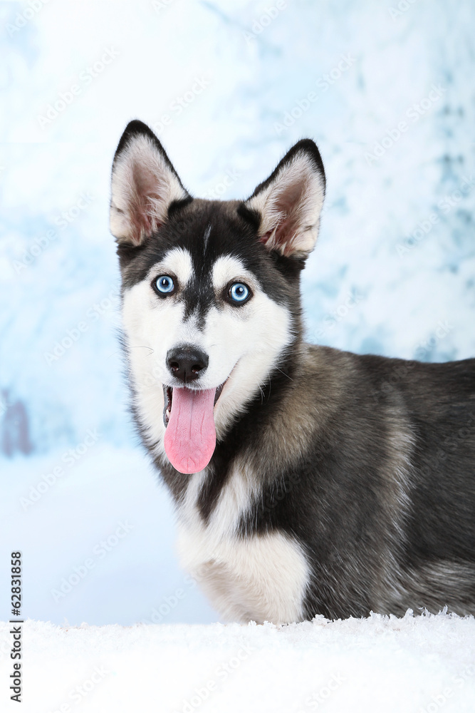 Beautiful cute husky puppy, on winter background