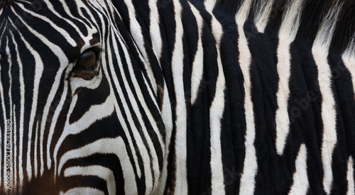 Zebra, Equus quagga burchellii, Ngorongoro Conservation Area, Tanzania, Africa #62831804