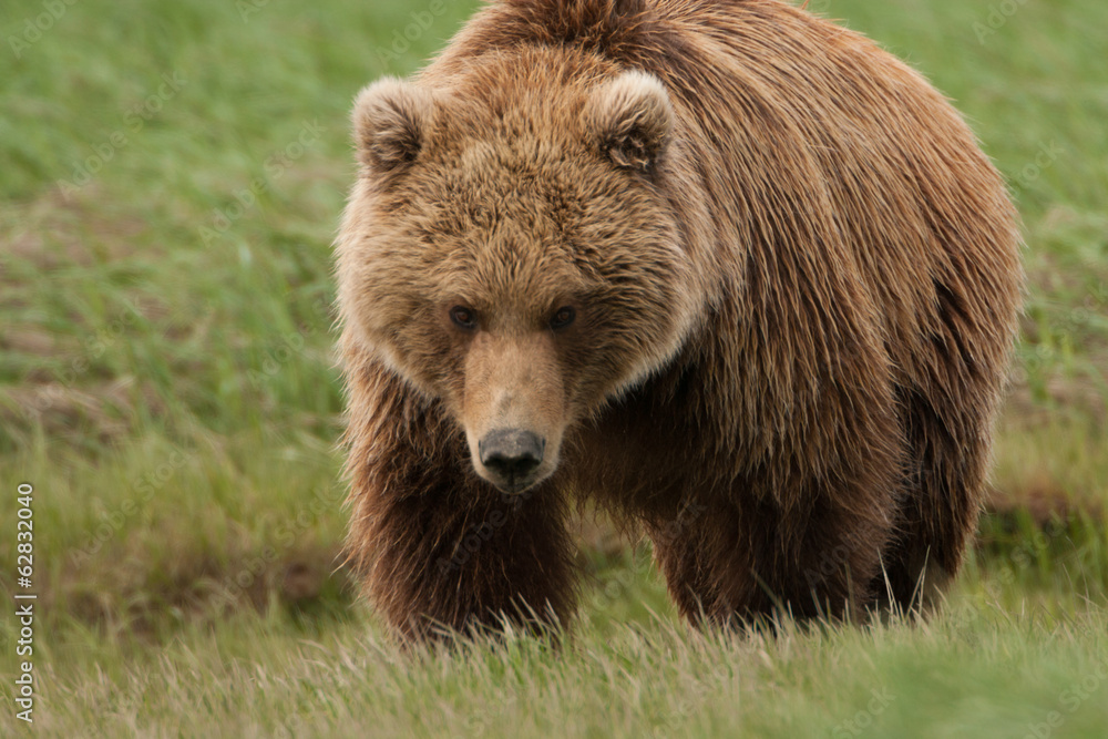 Brown bear, Katmai National Park, Alaska, USA Brown bear, Katmai National Park, Alaska, USA