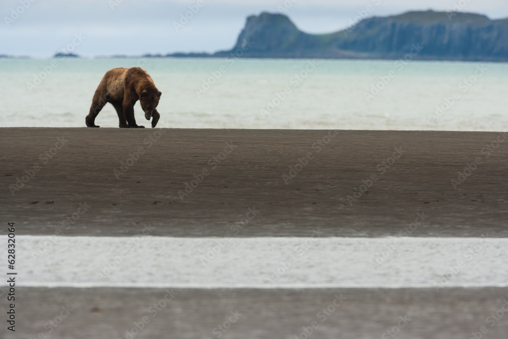 A brown bear in Katmai National Park, walking along the sea shore.